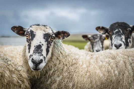 Liver fluke in production animals in the UK